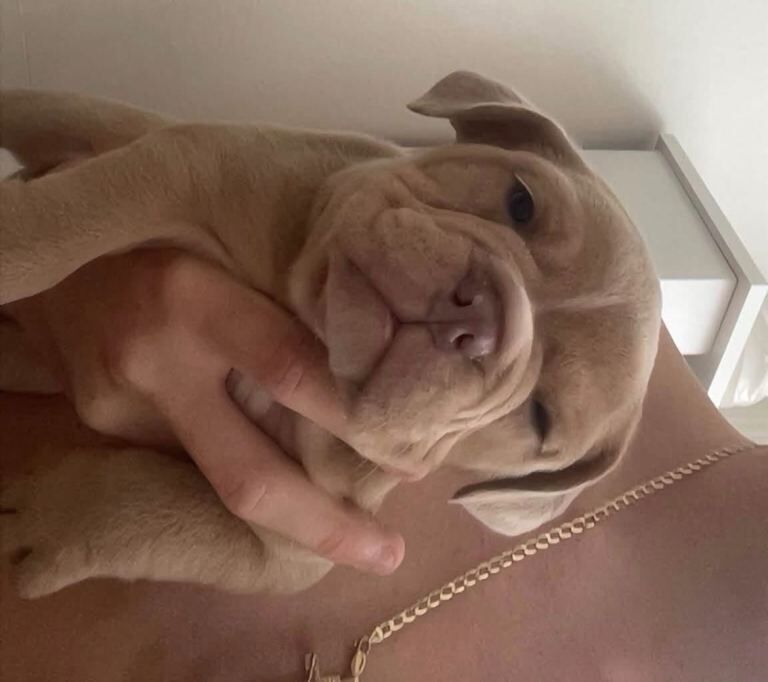 English bulldogs puppy’s - Image 4 of 6