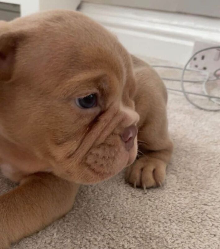 English bulldogs puppy’s - Image 5 of 6