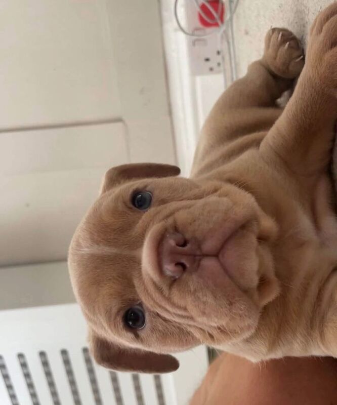English bulldogs puppy’s - Image 6 of 6