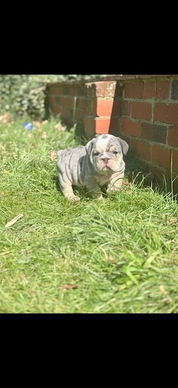 English bulldogs ready to leave 📍📍 for sale in Ashford, Surrey