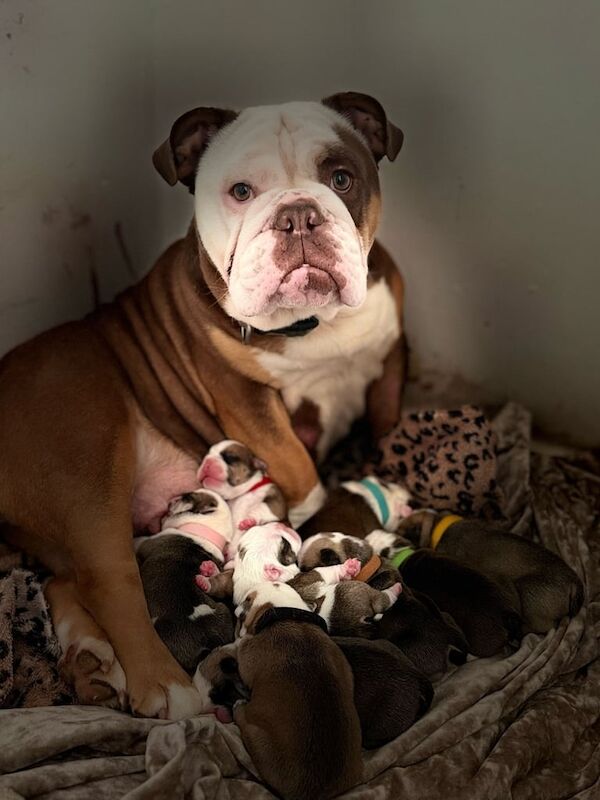 English Bulldog puppies for sale in Stanford-le-Hope, Essex – KC registered, 9 weeks old