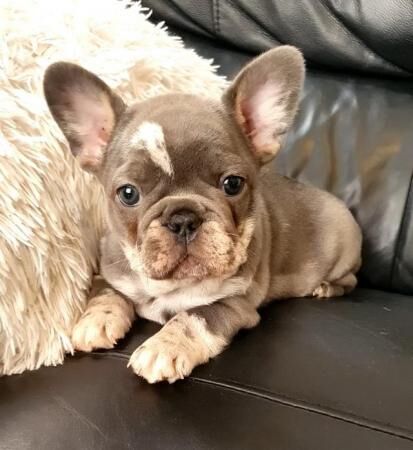 FAMOUS BLOODLINES 5* PEDIGREE FRENCHIES for sale in Prestatyn, Denbighshire