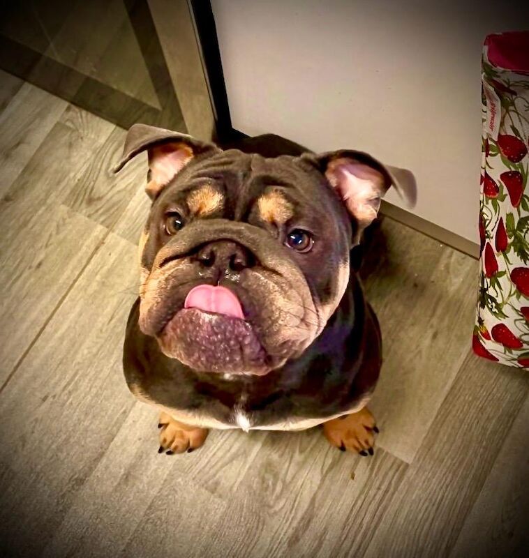 English Bulldog puppies for sale in Port Talbot, West Glamorgan – KC registered, 3 years old