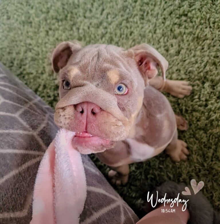 English Bulldog puppies for sale in Staveley, Derbyshire – KC registered, 4 months old