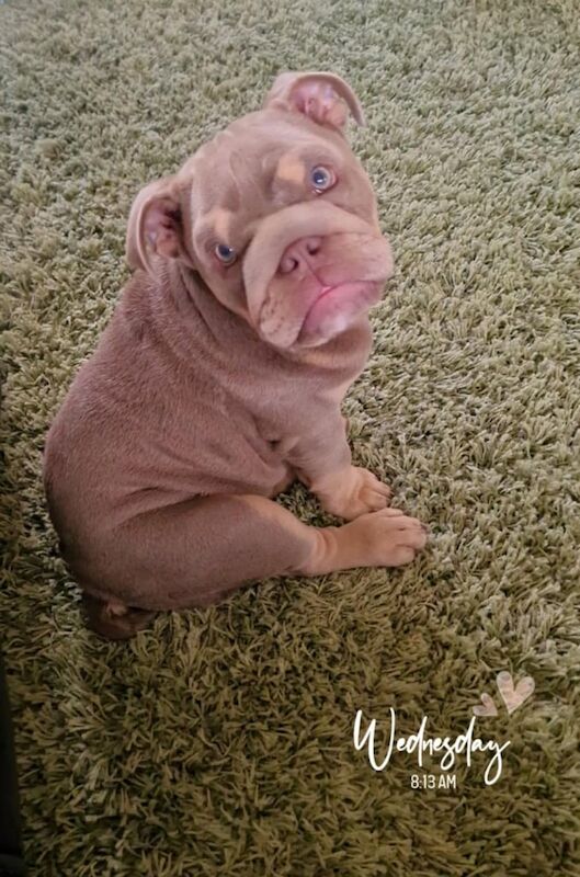 English Bulldog puppies for sale in Staveley, Derbyshire – KC registered, 4 months old - Image 2 of 2
