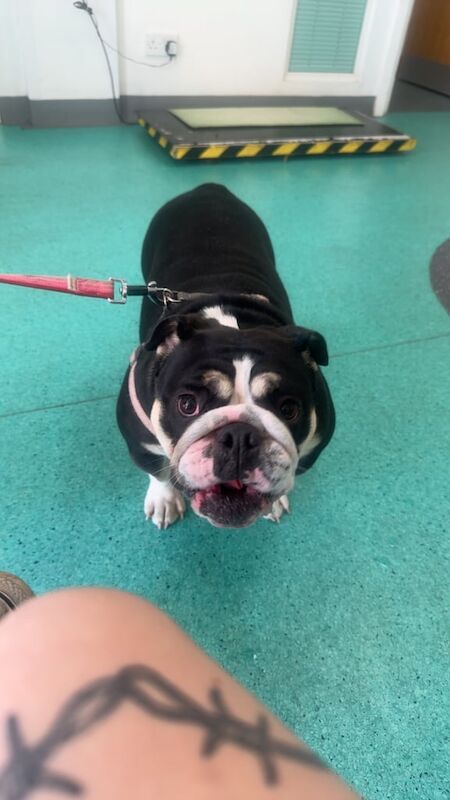 English Bulldog puppies for sale in Weston-super-Mare, Somerset – 1 year old