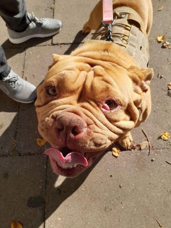 English Bulldog puppies for sale in South East London, London – 2 years old