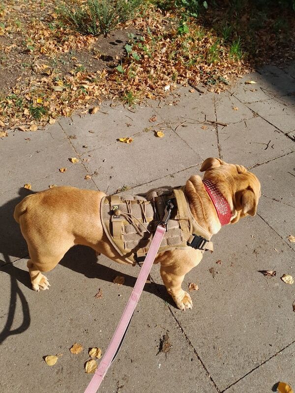 English Bulldog puppies for sale in South East London, London – 2 years old - Image 2 of 3