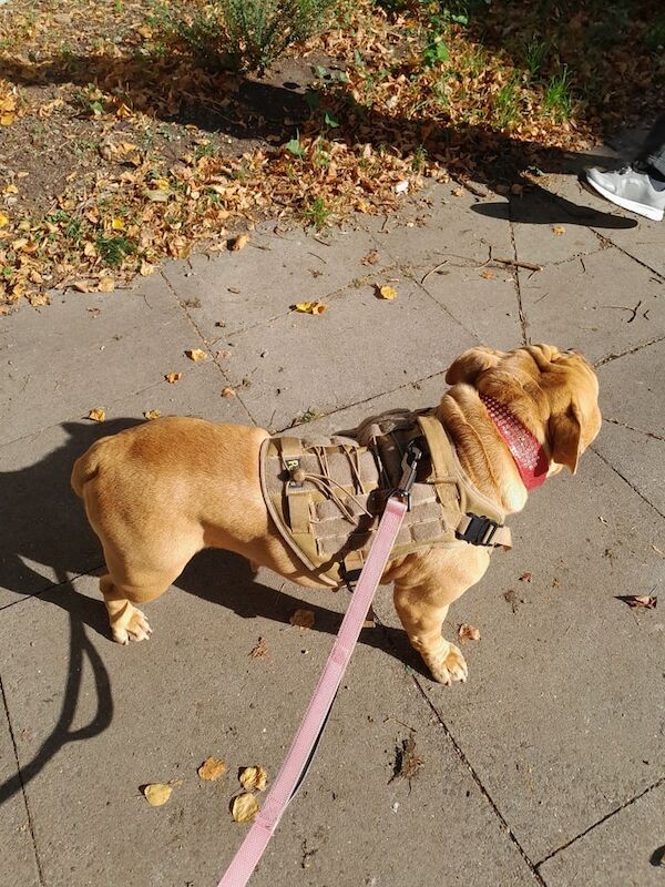 English Bulldog puppies for sale in South East London, London – 2 years old - Image 3 of 3