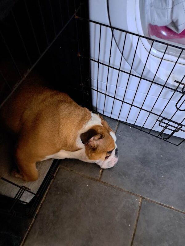 English Bulldog puppies for sale in Bangor, County Down – 3 years old