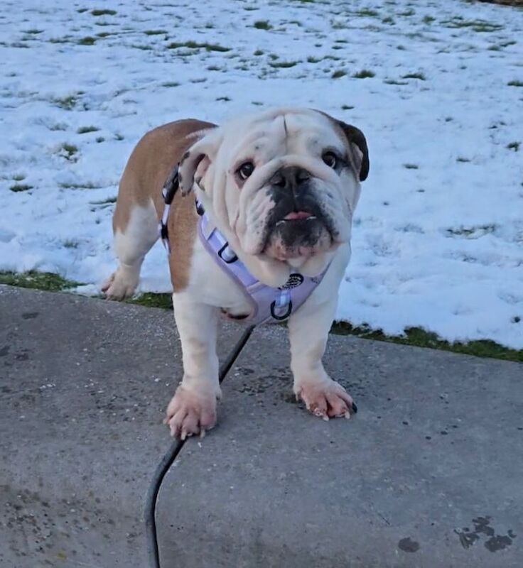 Bulldog Puppies For Sale