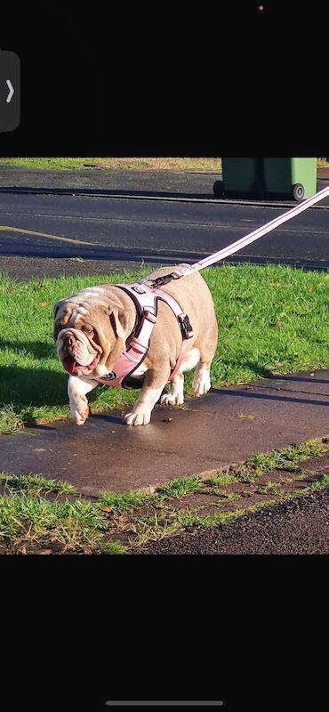 Female Bulldog for sale in Wolverhampton, West Midlands