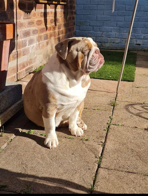 Female Bulldog for sale in Wolverhampton, West Midlands | Image 2