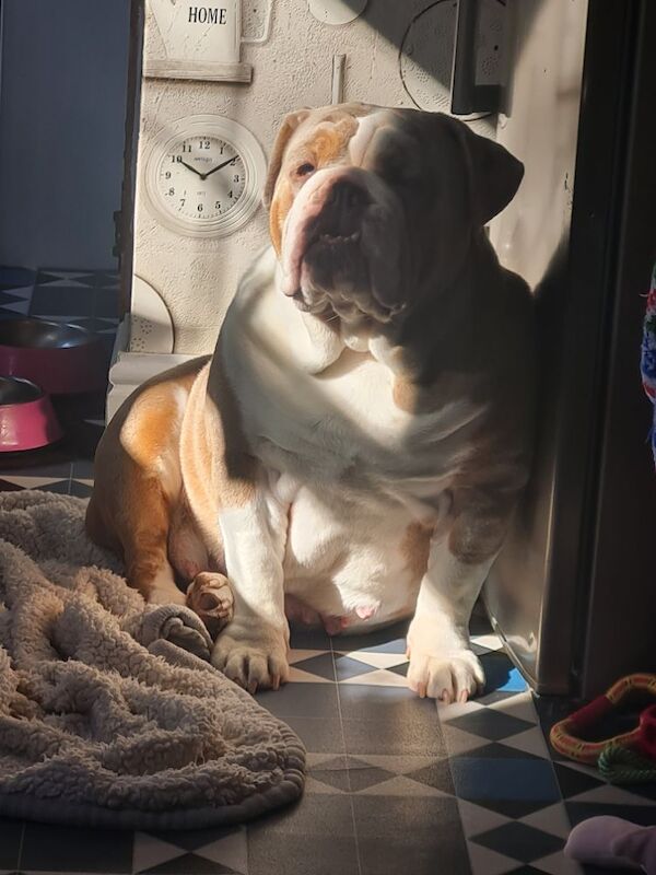Female Bulldog for sale in Wolverhampton, West Midlands | Image 3