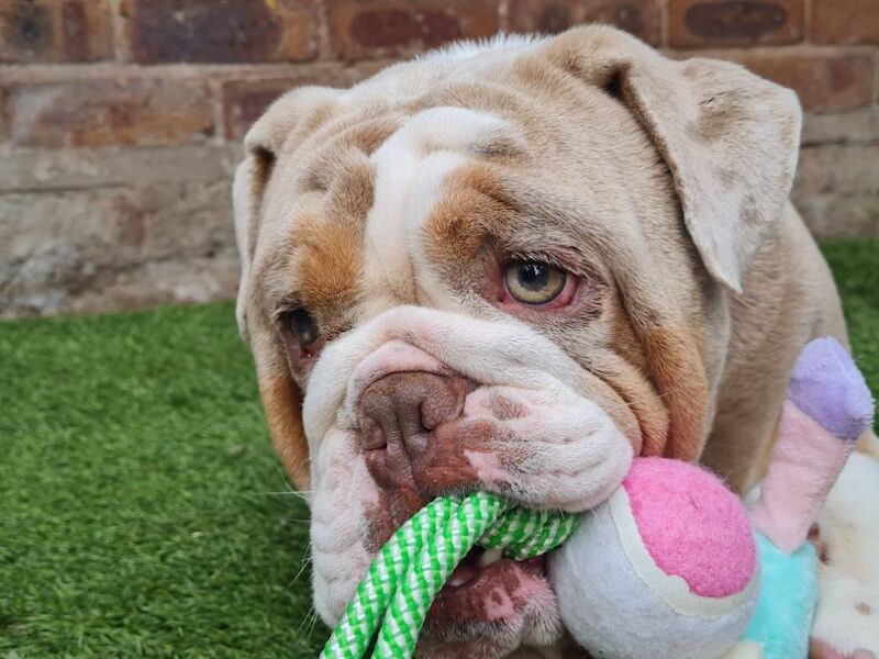 Female Bulldog for sale in Wolverhampton, West Midlands | Image 4