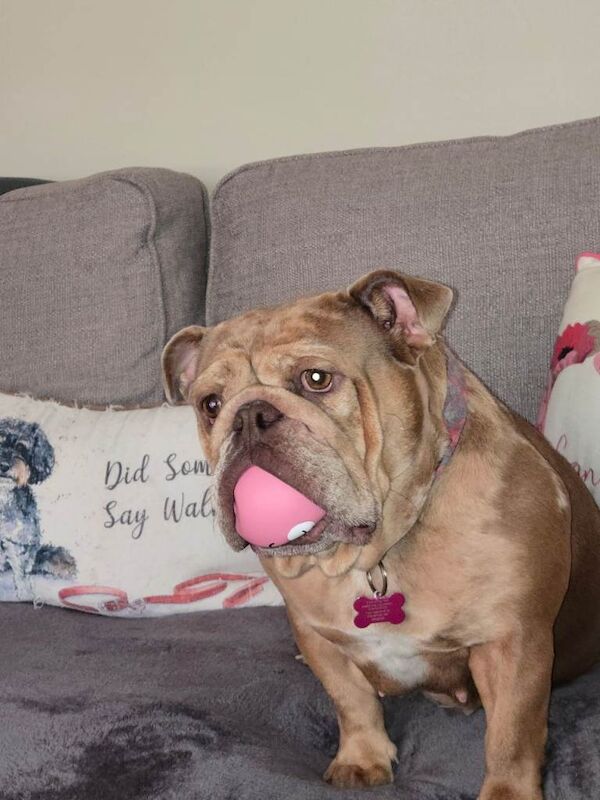 Bulldog Puppies For Sale