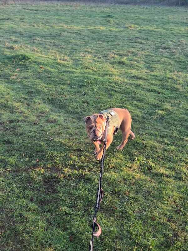 Female bulldog for sale - Image 2 of 5