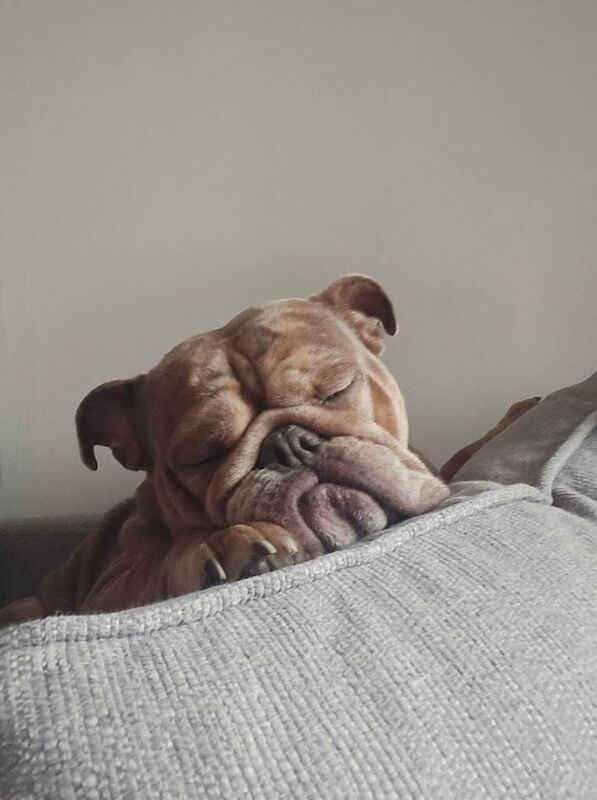 Female bulldog for sale - Image 3 of 5