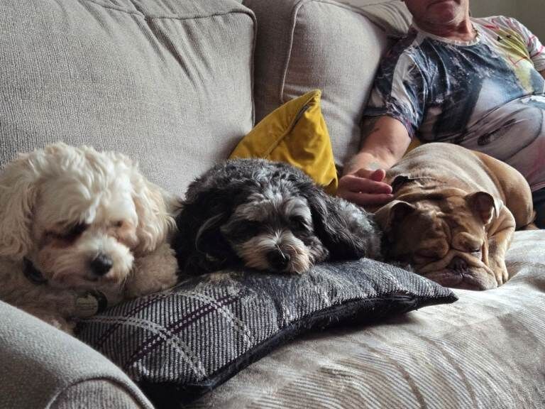 Female bulldog for sale - Image 5 of 5