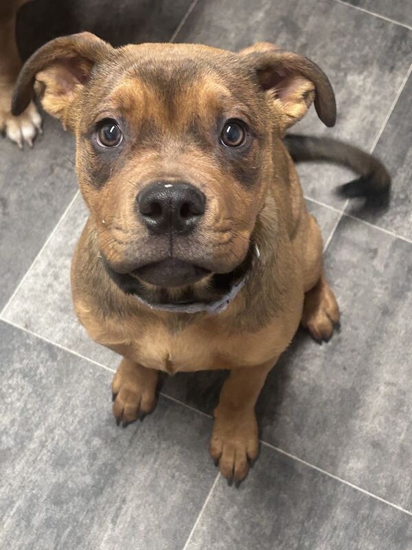 Female bullweiler for sale in Stafford, Staffordshire