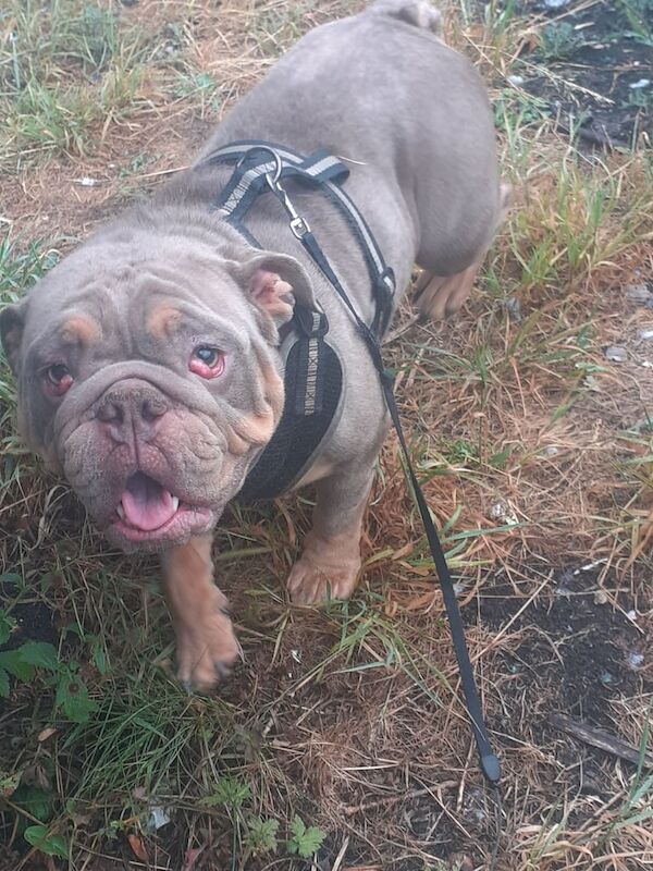 English Bulldog puppies for sale in Armley, West Yorkshire – 2 years old