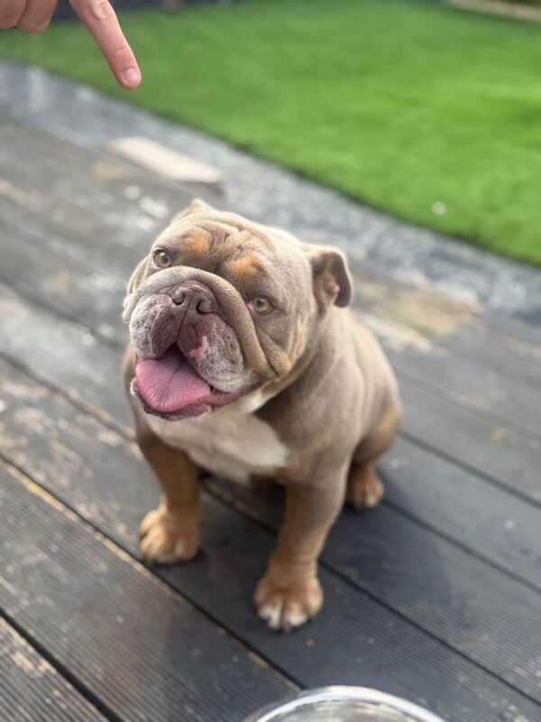 English Bulldog puppies for sale in Kilmarnock, Ayrshire and Arran – KC registered, 1 year old
