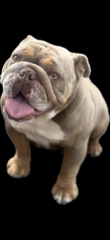 English Bulldog puppies for sale in Kilmarnock, Ayrshire and Arran – KC registered, 1 year old - Image 2 of 3