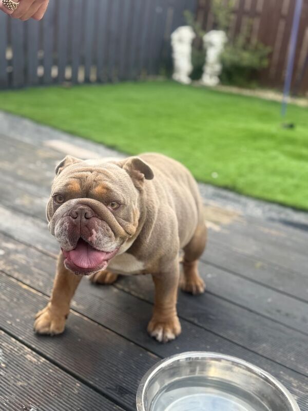 English Bulldog puppies for sale in Kilmarnock, Ayrshire and Arran – KC registered, 1 year old - Image 3 of 3