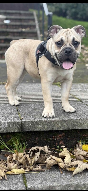 English Bulldog puppies for sale in Stanley, Durham – KC registered, 5 months old