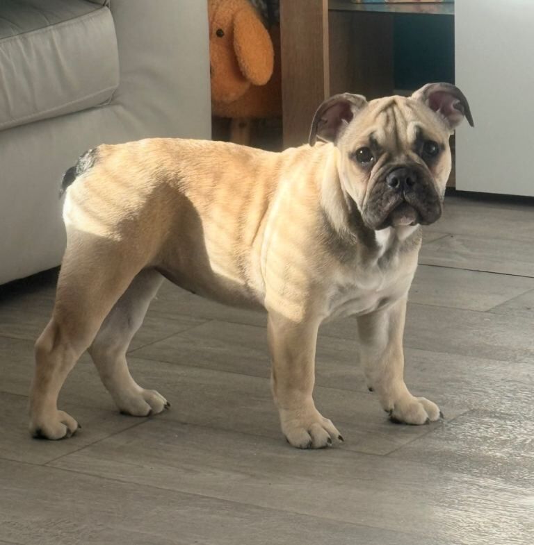 English Bulldog puppies for sale in Stanley, Durham – KC registered, 5 months old - Image 2 of 6