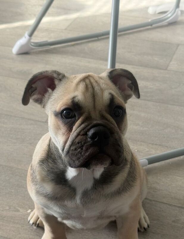 English Bulldog puppies for sale in Stanley, Durham – KC registered, 5 months old - Image 3 of 6