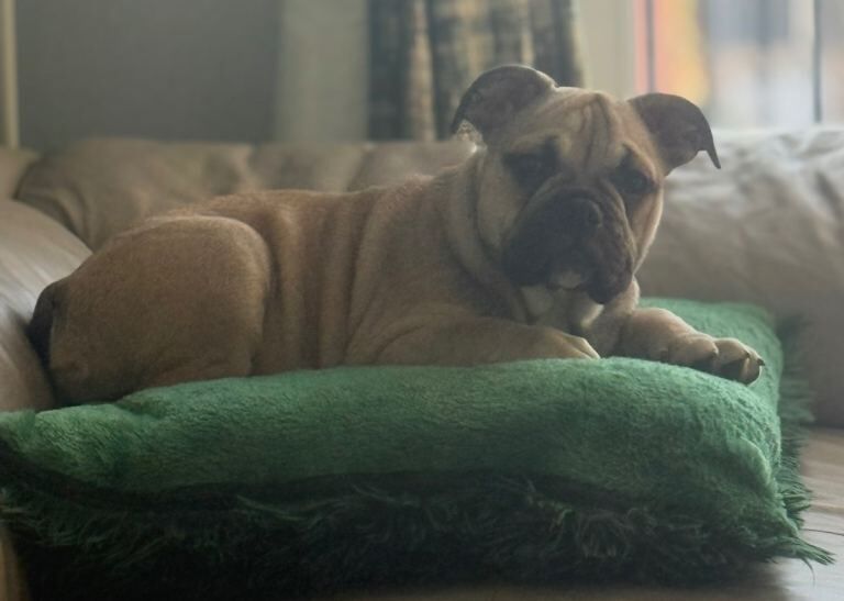 English Bulldog puppies for sale in Stanley, Durham – KC registered, 5 months old - Image 4 of 6