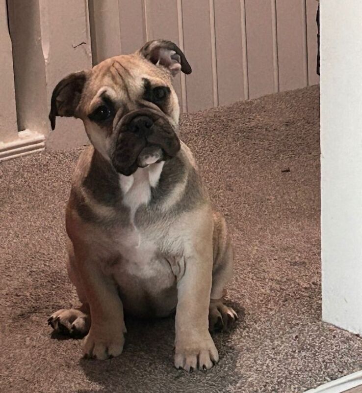 English Bulldog puppies for sale in Stanley, Durham – KC registered, 5 months old - Image 5 of 6