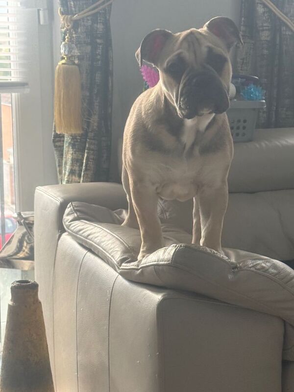 English Bulldog puppies for sale in Stanley, Durham – KC registered, 5 months old - Image 6 of 6