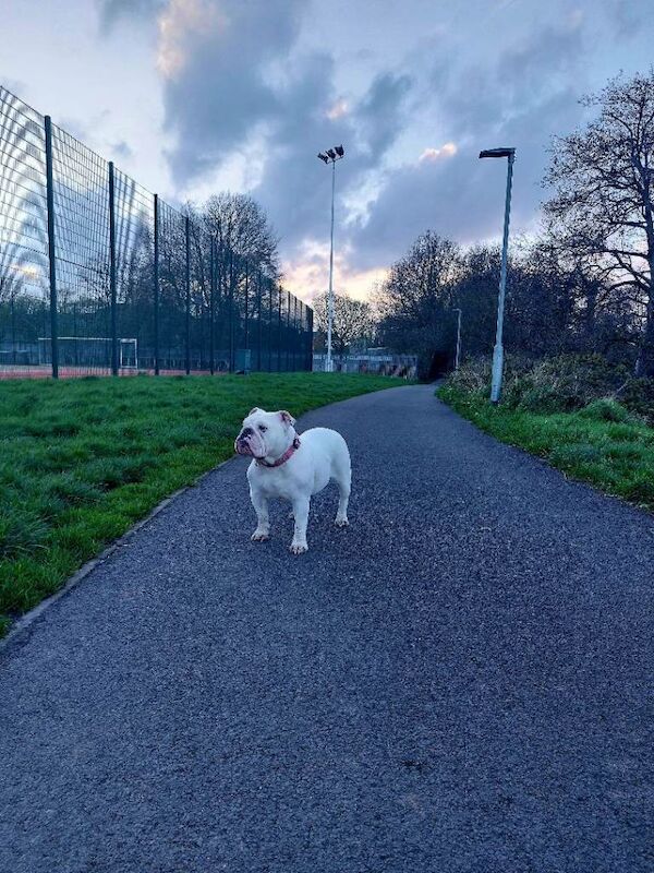 English Bulldog puppies for sale in Banbridge, County Down – 4 years old