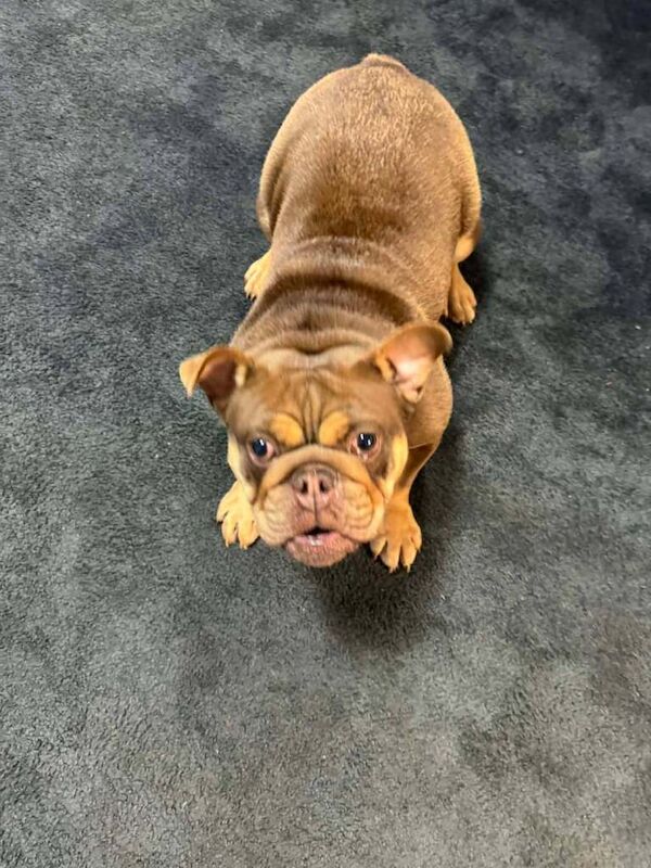 English Bulldog puppies for sale in Bridgwater, Somerset – KC registered, 1 year old - Image 3 of 3