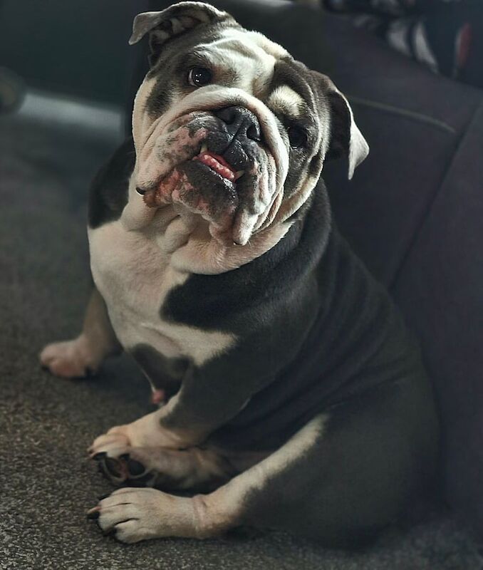 English Bulldog puppies for sale in Blackley, Greater Manchester – 5 years old