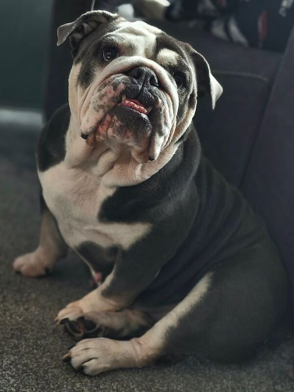 English Bulldog puppies for sale in Blackley, Greater Manchester – 5 years old