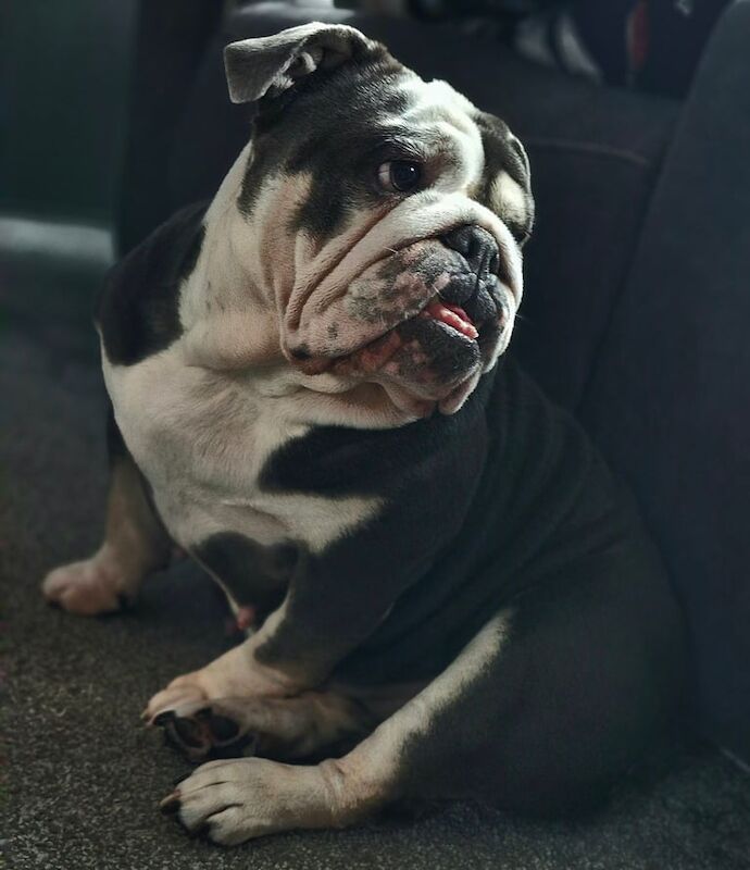 English Bulldog puppies for sale in Blackley, Greater Manchester – 5 years old - Image 2 of 3
