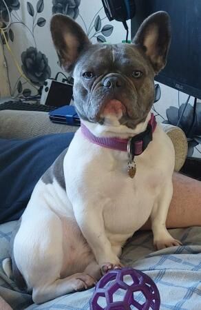 Female French bulldog looking for new forever home for sale in Wellingborough, Northamptonshire