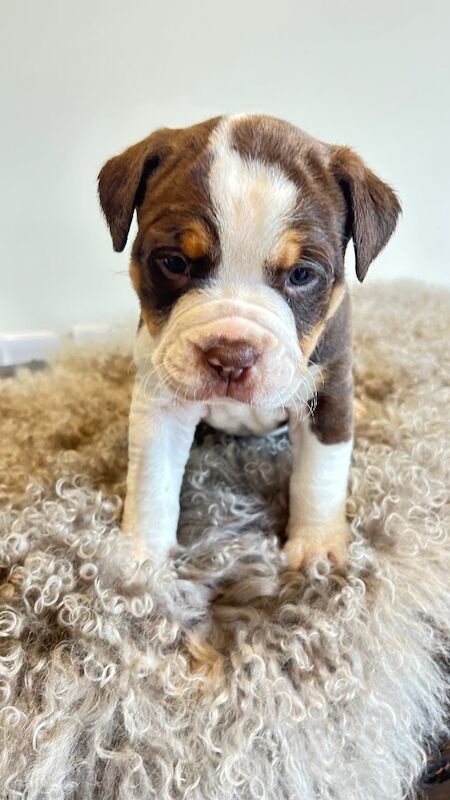 Fluffy Olde English Bulldogges