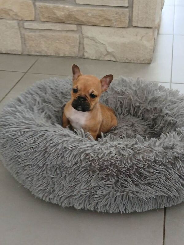 English Bulldog puppies for sale in Lisnaskea, County Fermanagh – KC registered, 9 weeks old