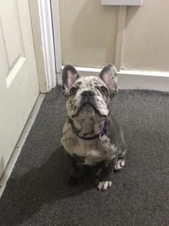 French bull dog for sale in Bognor Regis, West Sussex