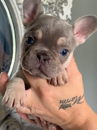 French bull dog puppies kc registered for sale in Henlow, Bedfordshire