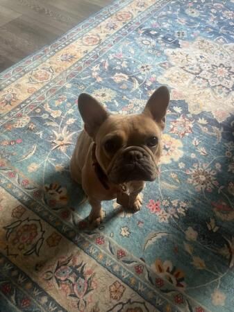 French bulldog 11month old female for sale in Norwich, Norfolk