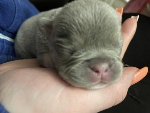 English Bulldog puppies for sale in Avonmouth, Bristol – 1 year old - Image 2 of 5