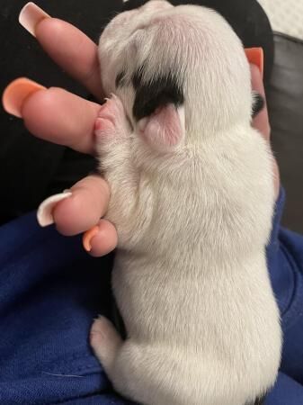 English Bulldog puppies for sale in Avonmouth, Bristol – 1 year old - Image 3 of 5