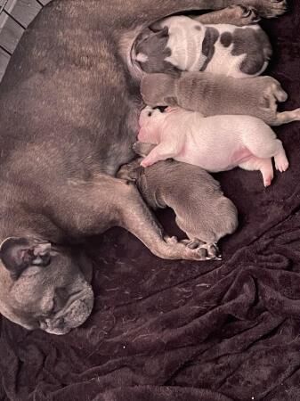 English Bulldog puppies for sale in Avonmouth, Bristol – 1 year old - Image 4 of 5