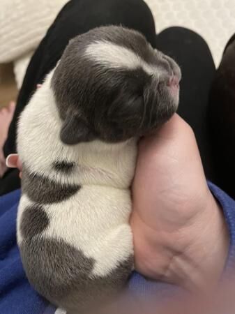 English Bulldog puppies for sale in Avonmouth, Bristol – 1 year old - Image 5 of 5