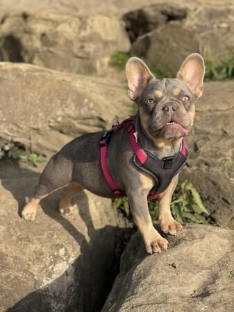 French bulldog carrying l4 fluffy for sale in Rotherham, South Yorkshire
